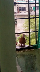 Streptopelia senegalensis