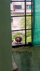 Streptopelia senegalensis