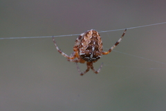 Araneus diadematus