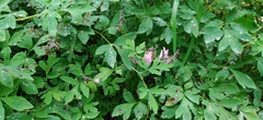 Corydalis gigantea