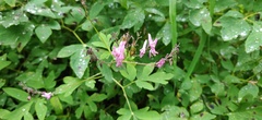 Corydalis gigantea