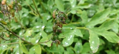 Corydalis gigantea