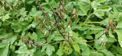 Corydalis gigantea