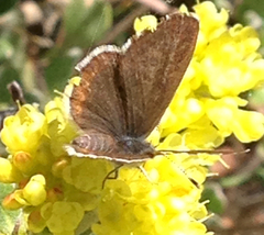 Euphilotes battoides