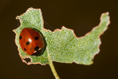 Coccinella septempunctata