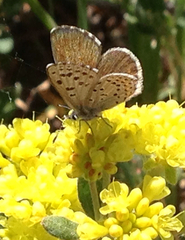 Euphilotes battoides