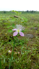 Cleome chelidonii