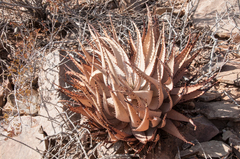 Aloe hereroensis