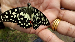Papilio demoleus