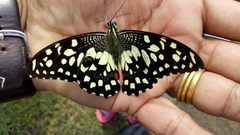 Papilio demoleus
