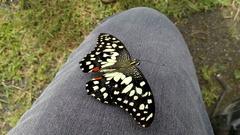 Papilio demoleus