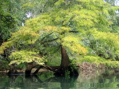 Taxodium distichum — photo 3