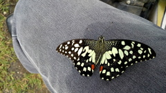 Papilio demoleus