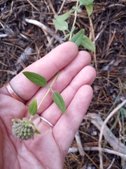 Monardella odoratissima pallida
