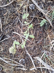 Monardella odoratissima pallida