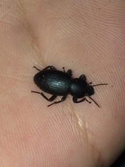 Nycterinus