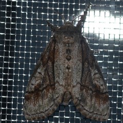 Dasychira obliquata