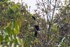 Ramphastos tucanus cuvieri