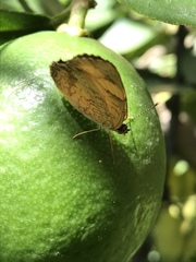 Lepidoptera