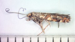 Gracillaria syringella