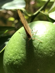 Lepidoptera