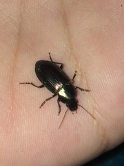 Notiobia cupripennis