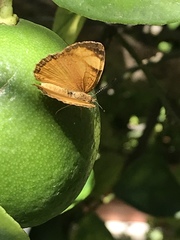 Lepidoptera