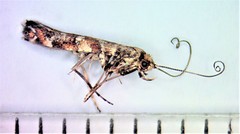 Gracillaria syringella