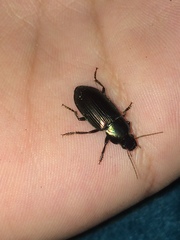 Notiobia cupripennis