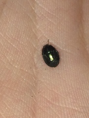 Tominotus blanchardi