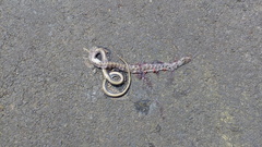 Coelognathus helena