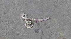 Coelognathus helena