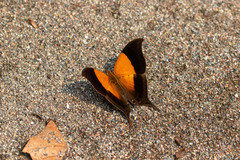 Marpesia furcula