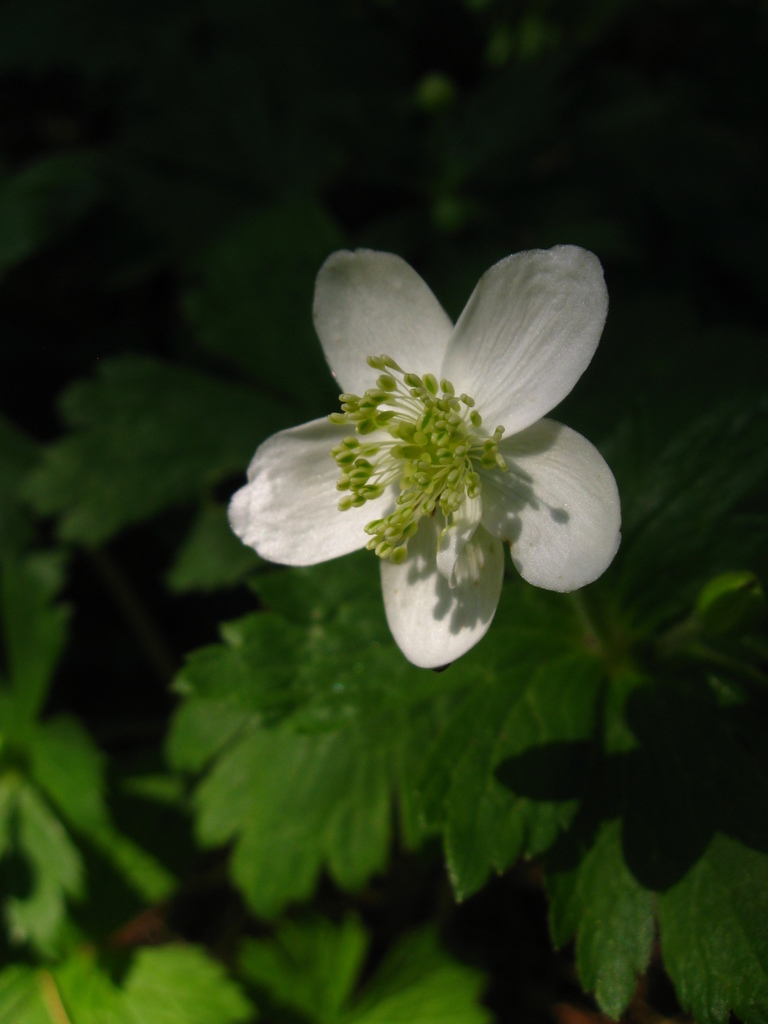 Anemonastrum baicalense