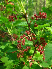 Ribes atropurpureum