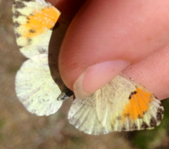 Anthocharis julia stella