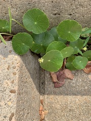 Hydrocotyle umbellata image