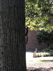 Sciurus carolinensis