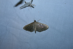 Herpetogramma sphingealis