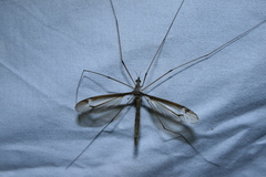 Tipula tricolor