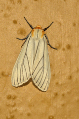 Spilosoma pelopea