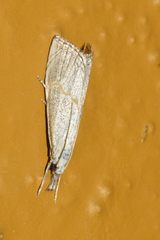 Haimbachia