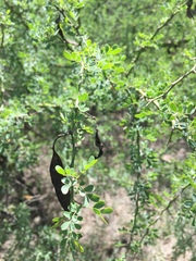 Parkinsonia texana