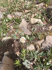 Micranthes rhomboidea