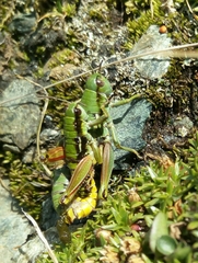 Epipodisma pedemontana