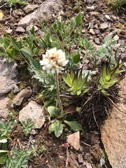 Micranthes rhomboidea