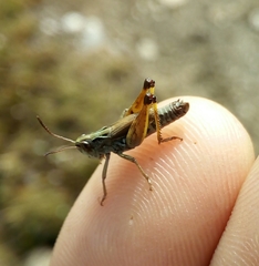 Stenobothrus ursulae