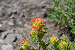 Castilleja applegatei breweri
