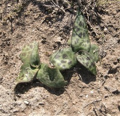 Ledebouria ensifolia