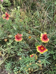 Gaillardia pulchella